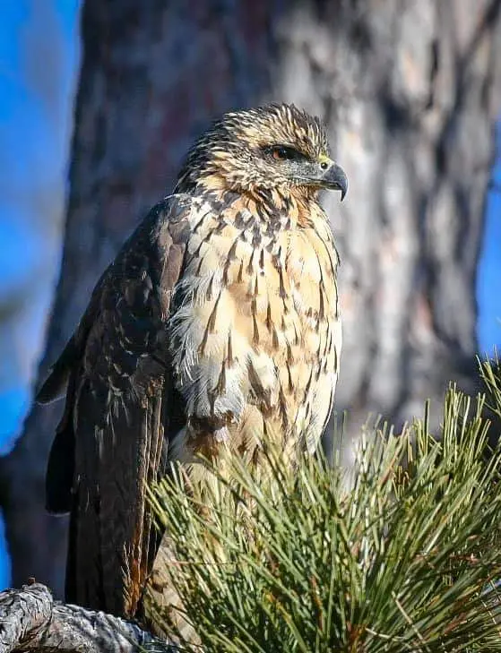 Black Hawk