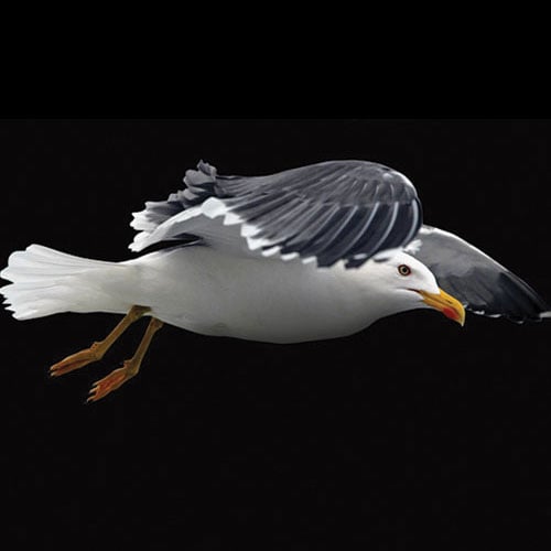 Great Black-Backed Gull