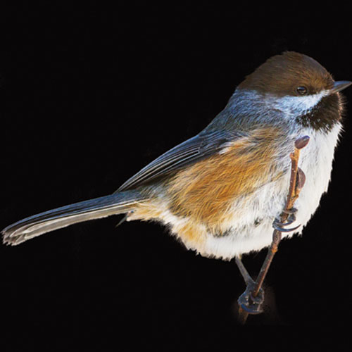 Boreal Chickadee