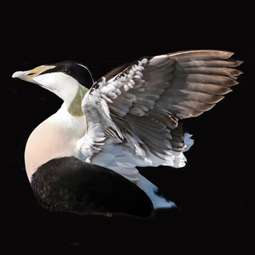 Common Eider