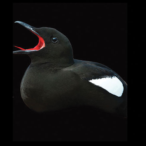 Black Guillemot