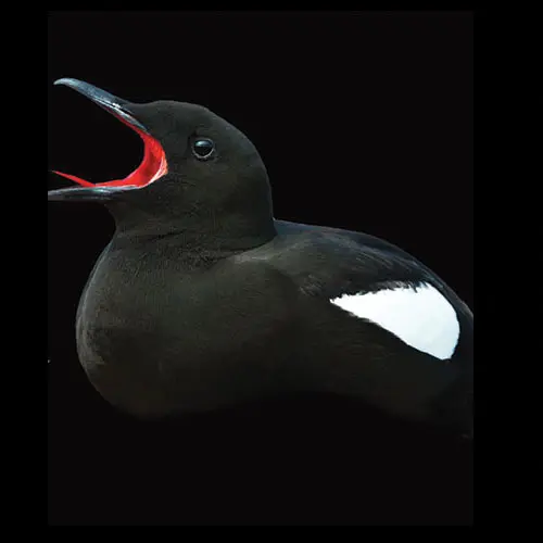 Black Guillemot