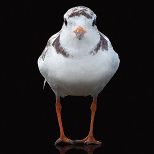 Piping Plover