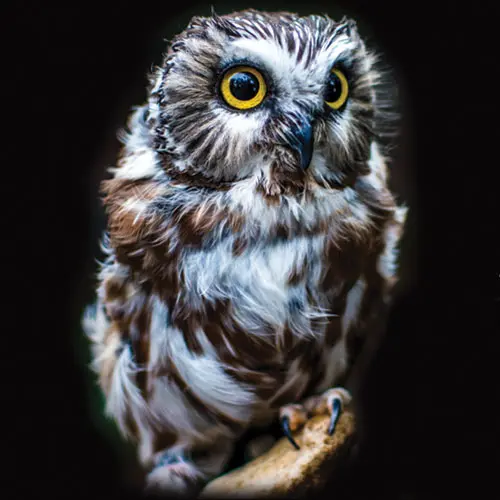 Northern Saw-Whet Owl