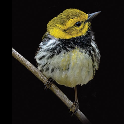 Black-Throated Green Warbler