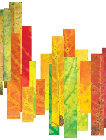Maine Foliage Report, Gale Ross
