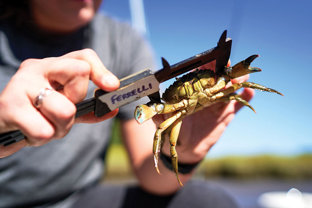 Green Crabs