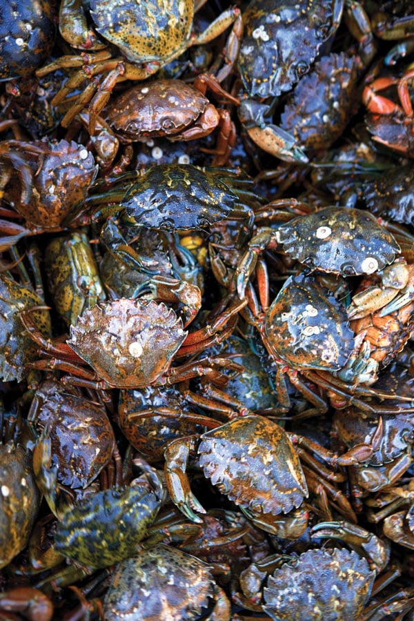 Green Crabs - Maine's Most Delicious Scourge