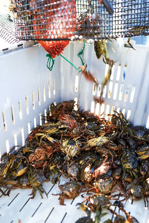 Maine Green Crabs