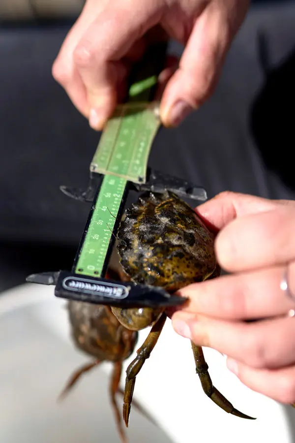Maine Green Crabs