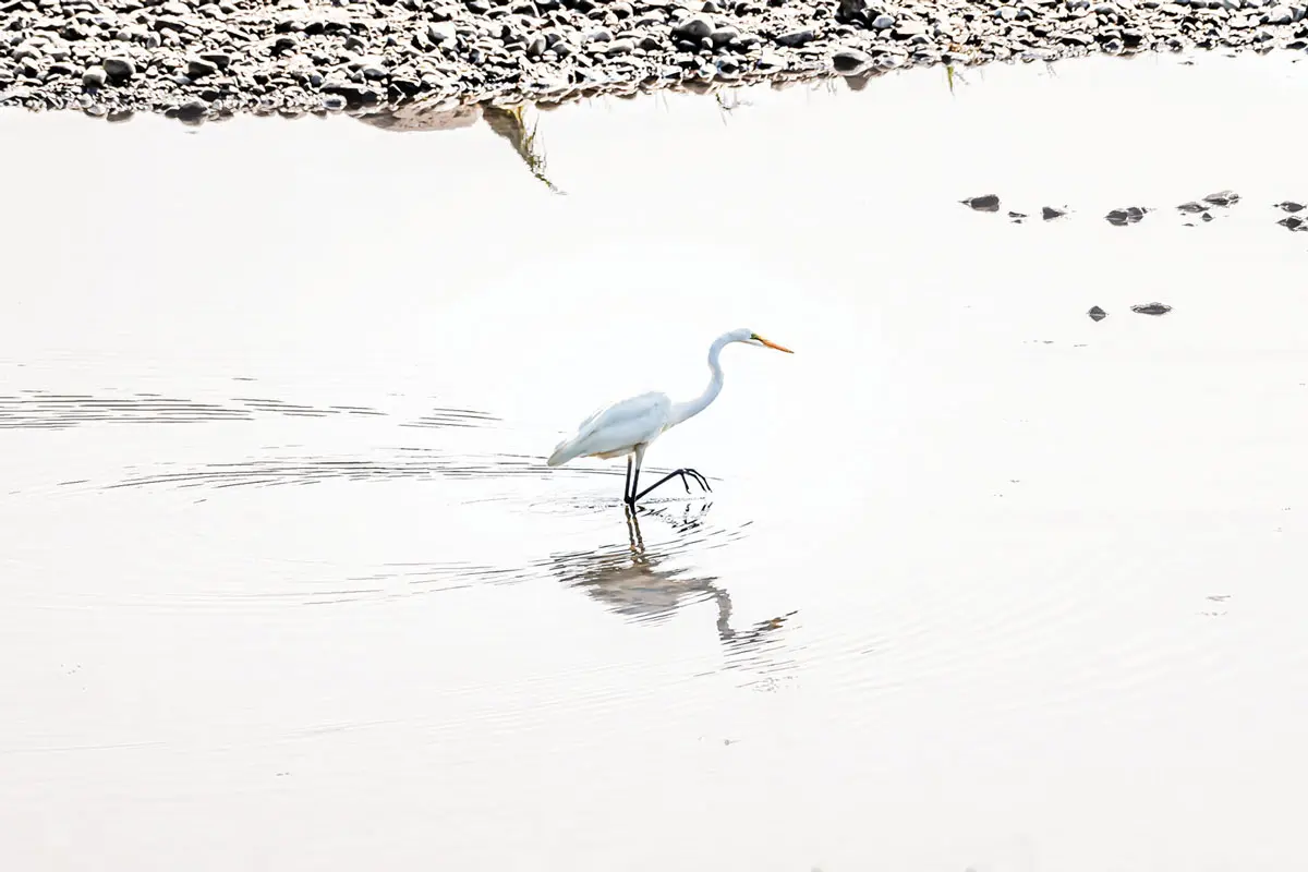 Kennebec River, Augusta; Nikon D7500, 200–500mm