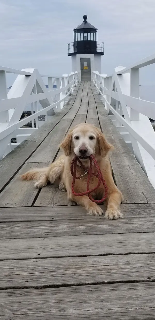 My Sadie