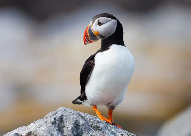 Puffin
