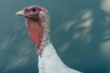 a turkey