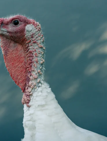 a turkey
