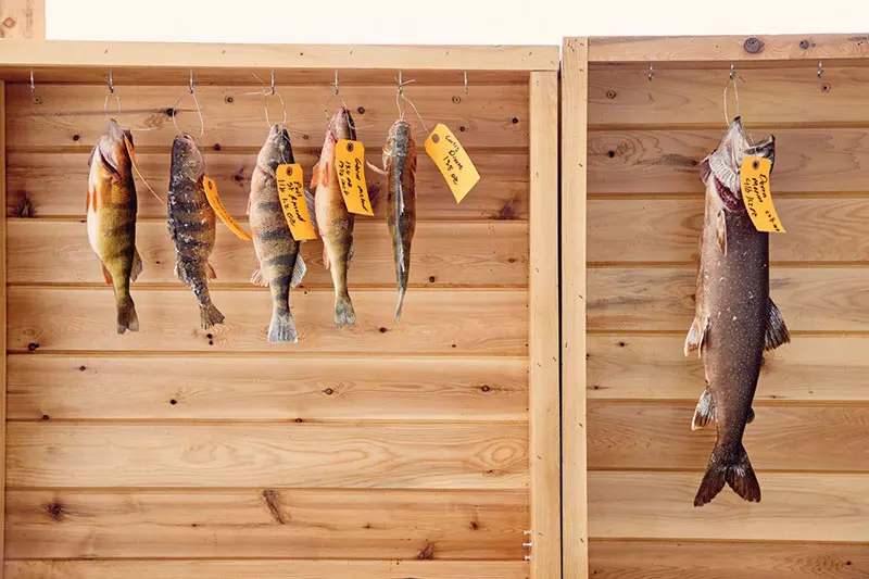 Contenders for largest perch (left) and largest salmon (right) hang at Sinclair’s Long Lake Sporting Club