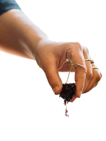 Pinetree Garden Seeds