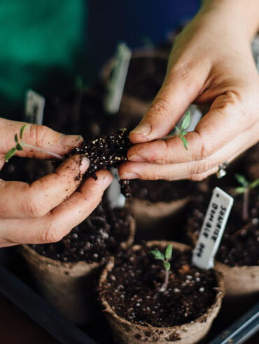 Pinetree Garden Seeds