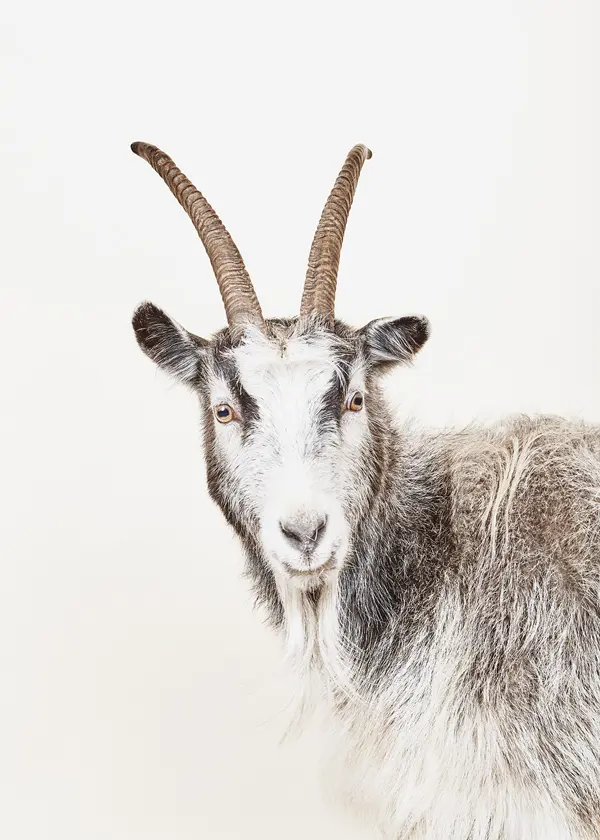 How to Build an Icelandic goat