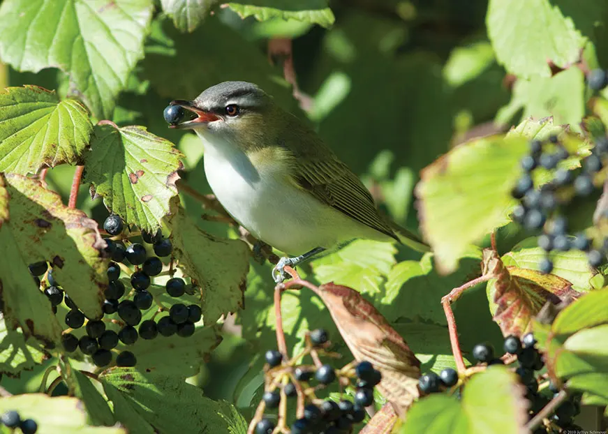 Maine Audubon and native plants