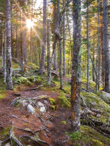 Great Wass Island Preserve, Where in Maine April 2020