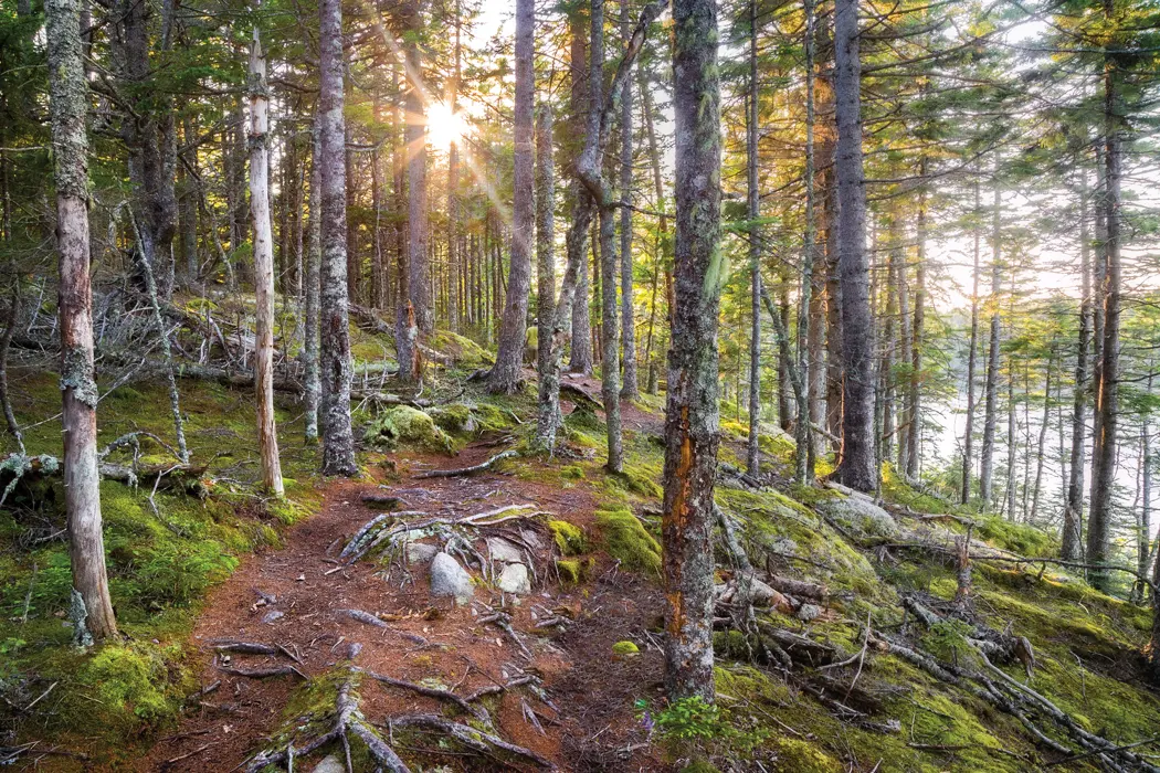 Great Wass Island Preserve, Where in Maine April 2020