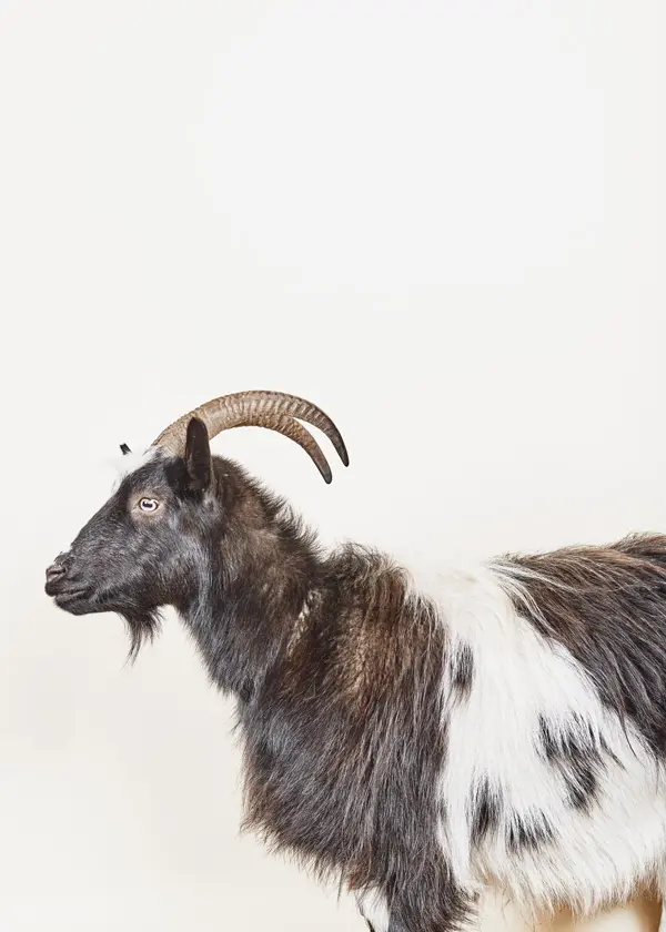 How to Build a Game of Thrones Goat