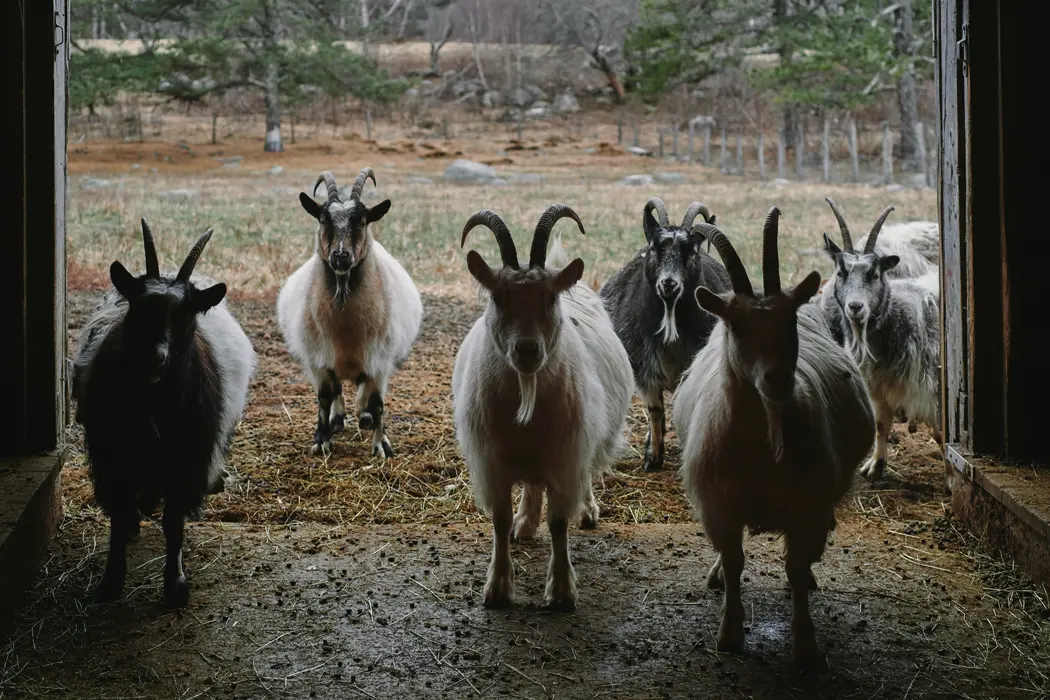 How to Build a Game of Thrones Goat