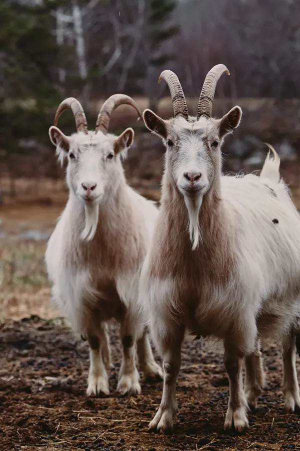 two goats in a field
