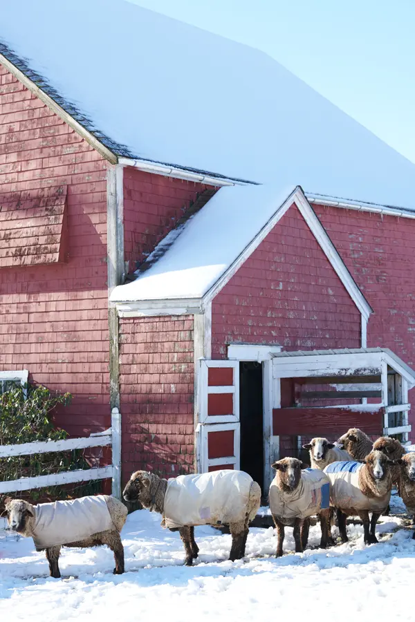 How to Build a Game of Thrones Goat