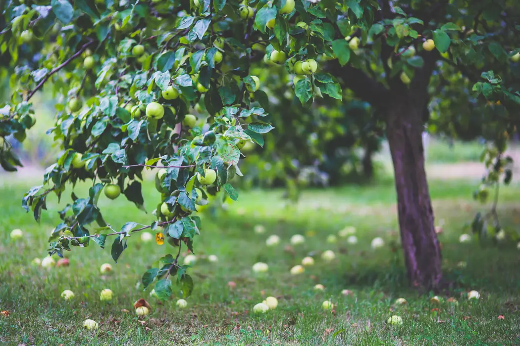 Ode to an Apple Tree