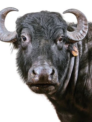 Water buffalo at ME Water Buffalo Co. in Appleton