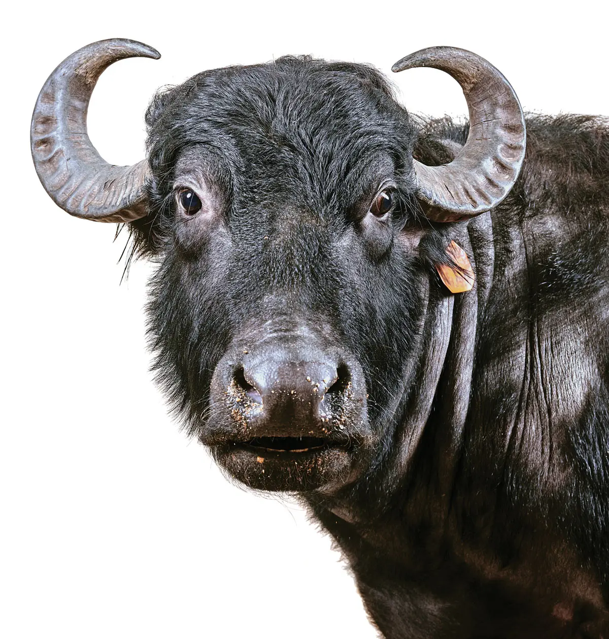 Water buffalo at ME Water Buffalo Co. in Appleton