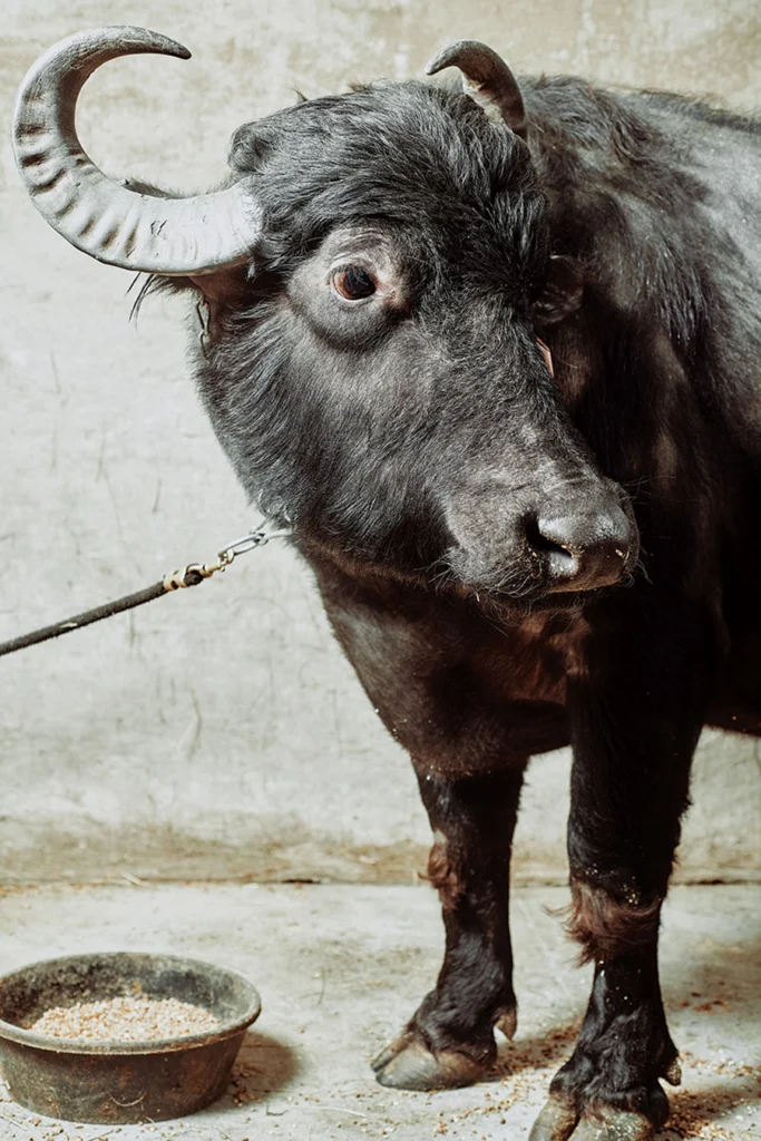 water buffalo on the farm in Appleton