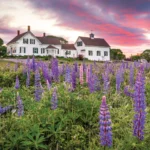 Lupines