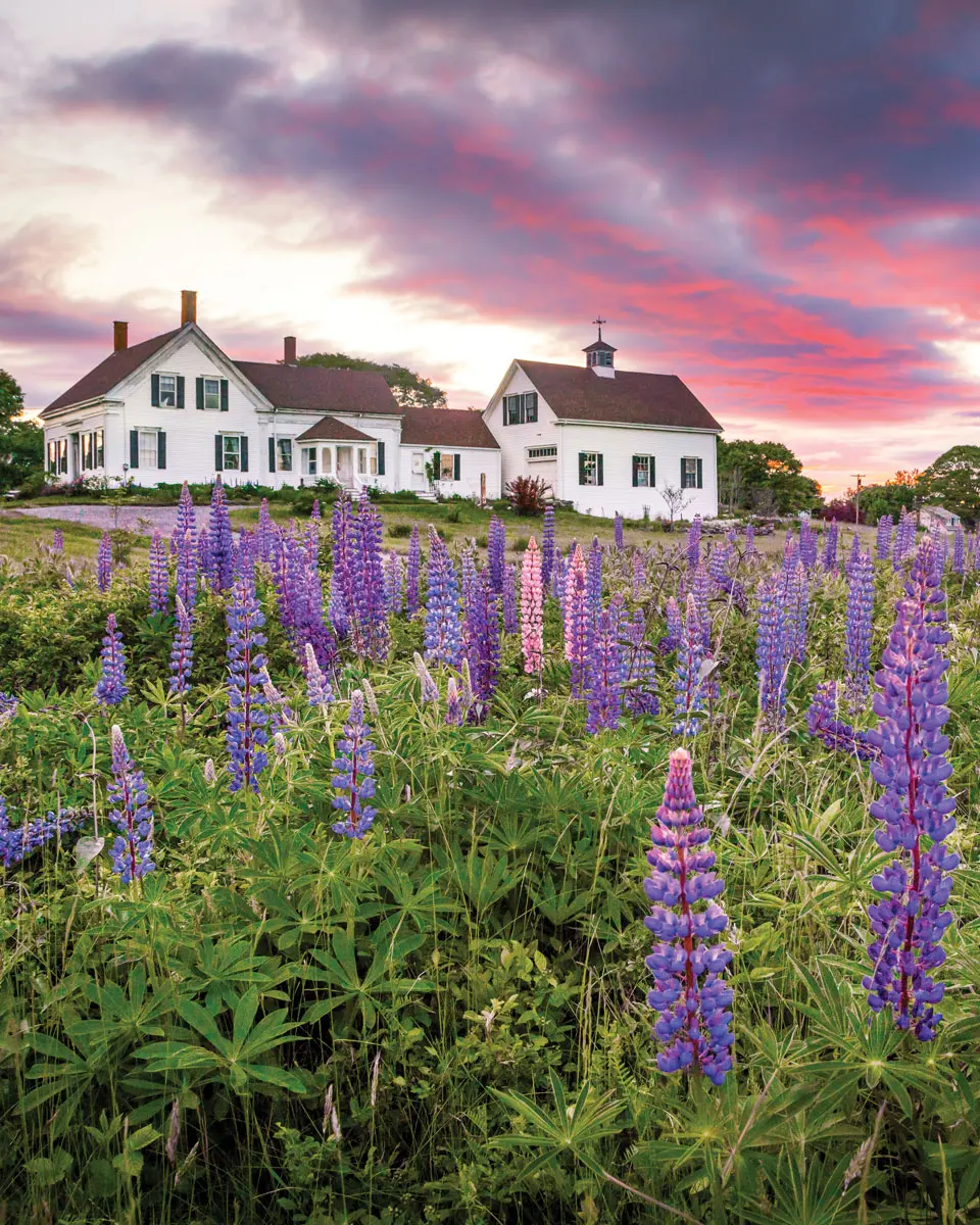 Lupines