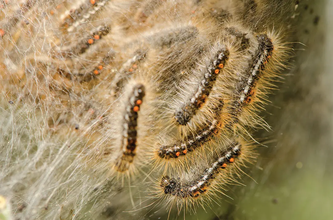 browntail moth caterpillars emerging from their nest