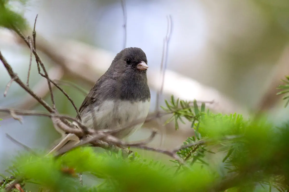 Dark-eyed Junco