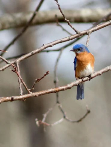 Eastern Bluebird