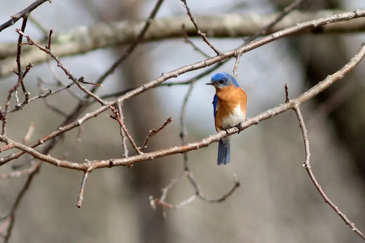 Eastern Bluebird