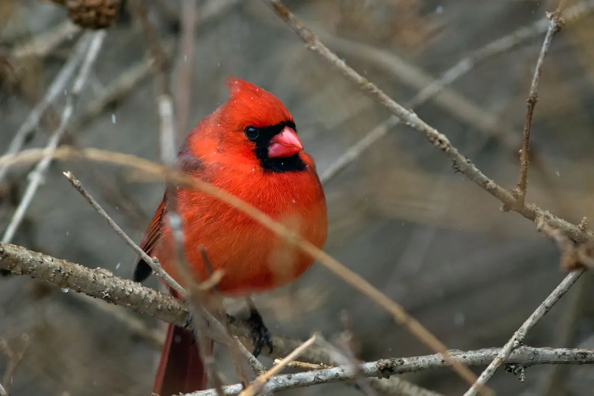 Northern Cardinal