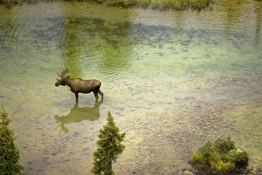 Where (and How) to Spot a Moose (Responsibly)