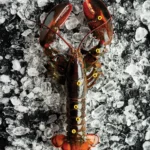 all the edible parts of a lobster