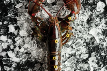all the edible parts of a lobster