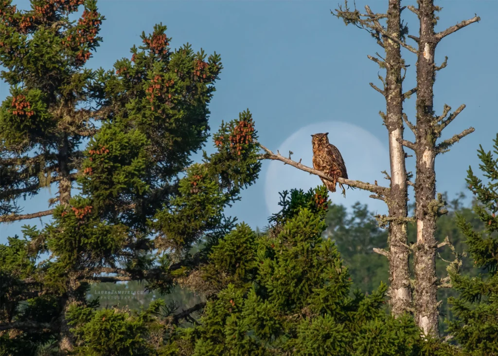 Great Horned Owl