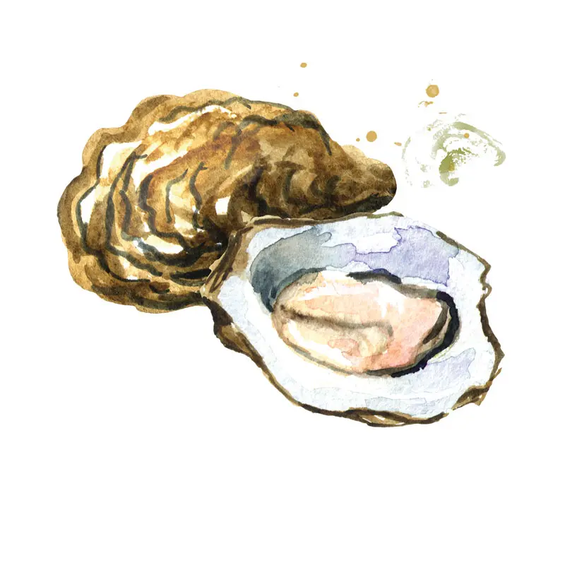 Oysters
