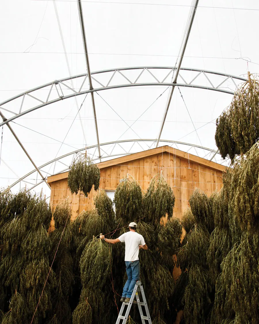 Hemp harvest at Sheepscot General Store and Farm in Whitefield. Photographed by Kristin Dillon