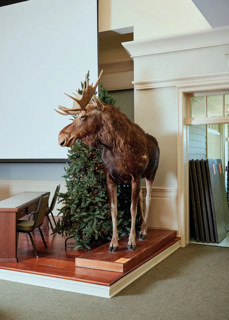 Bull market: A male and female taxidermy moose sold for $4,500 and $1,600, respectively. Their new home is the Lobster Pound, in nearby Lincolnville Beach.