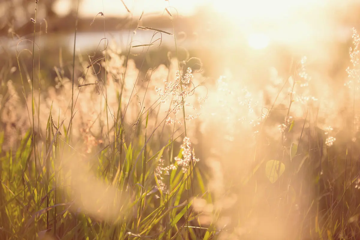 Meadow