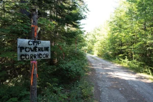 Flagging on a logging road